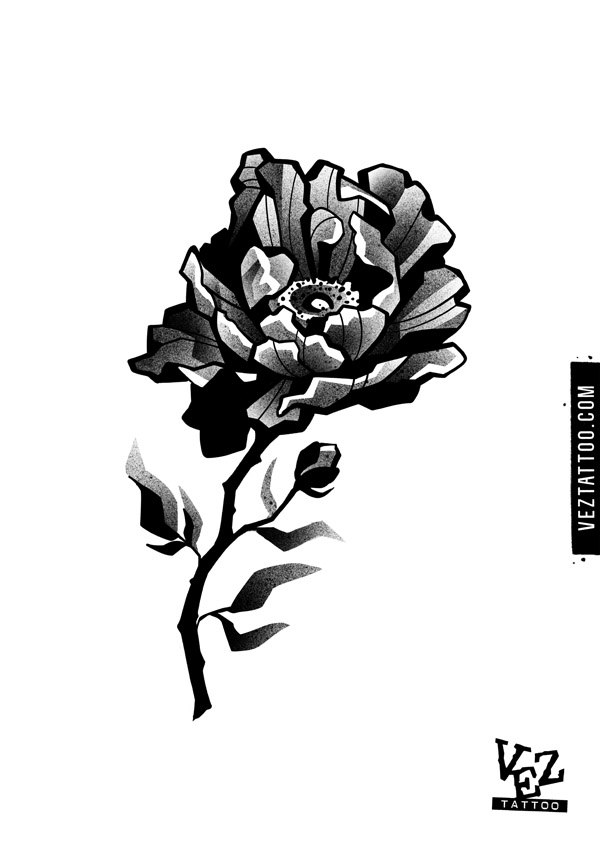 Róża w pełnym rozkwicie